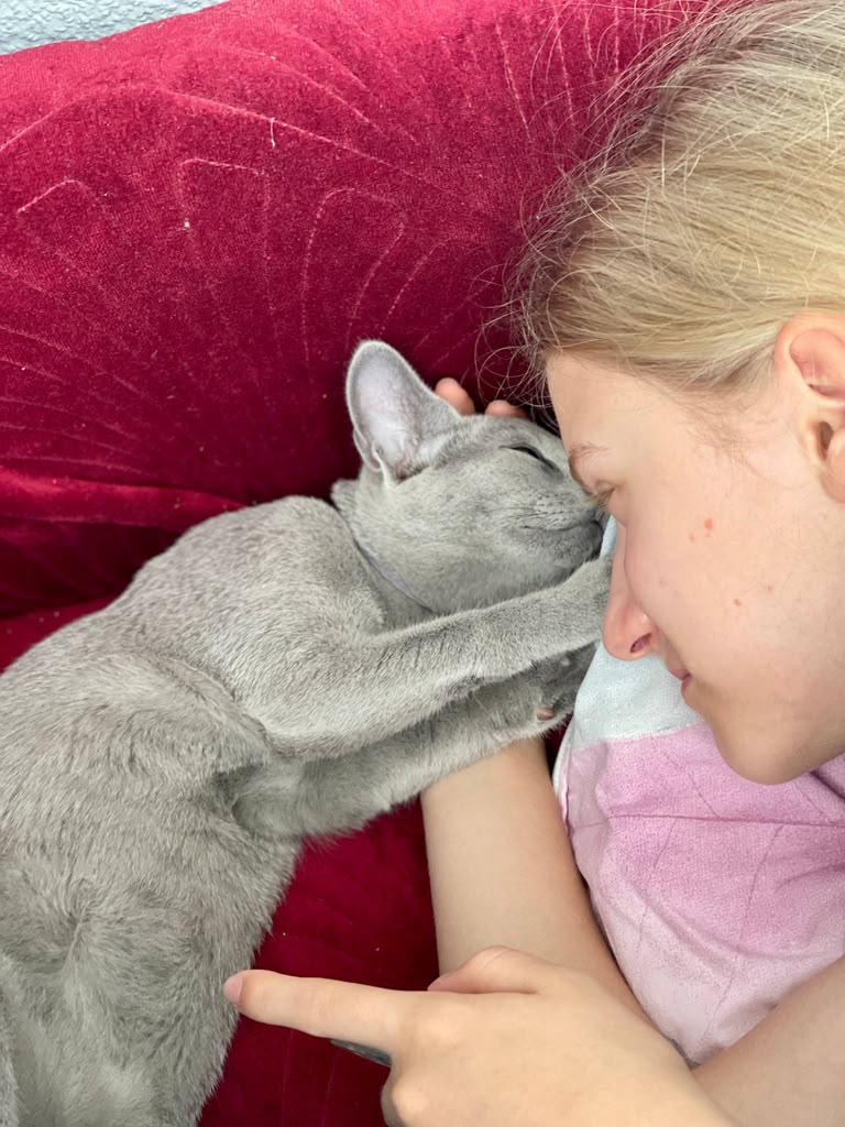 Home raised Russian Blue cat from California Fluff Cattery