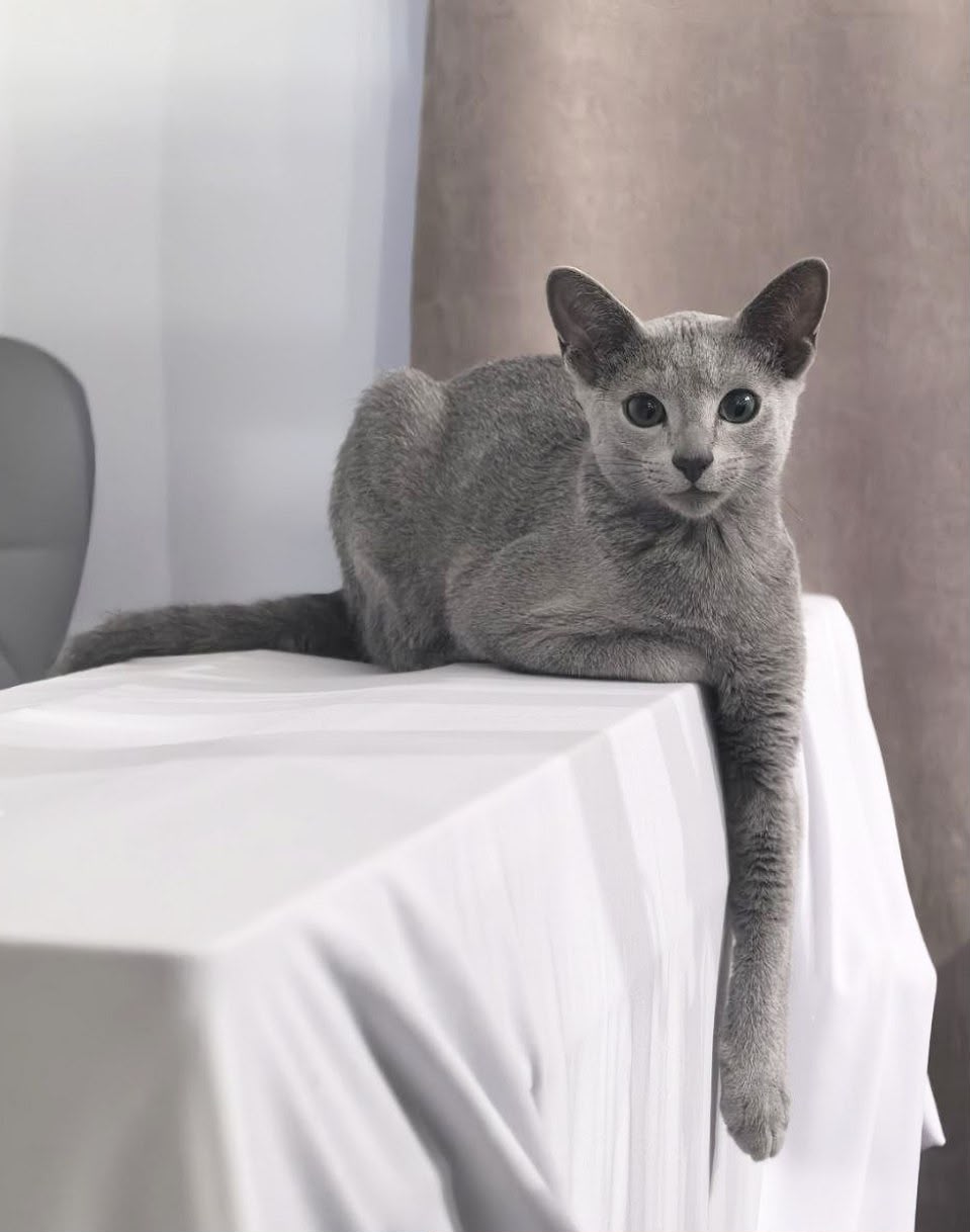 California Russian Blue kitten from California Fluff Cattery