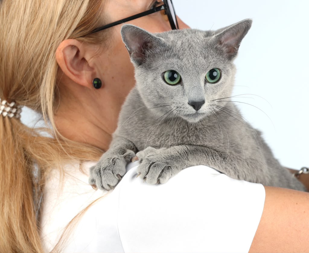 Russian Blue cat raised and socialized by California Fluff Cattery