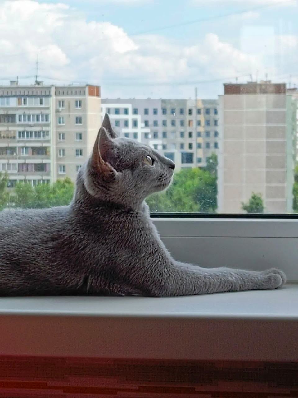 Russian Blue cat relaxing beside a window in a California home